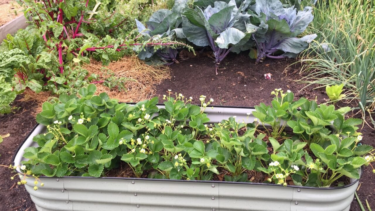 How to Start a Small Vegetable Garden From Scratch