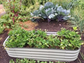 Small raised bed vegetable garden with young plants
