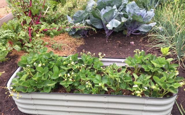 Small raised bed vegetable garden with young plants