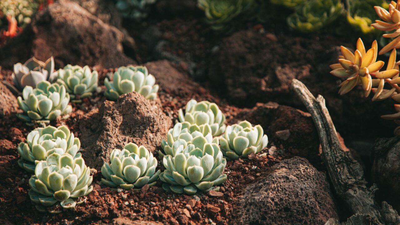 Low-Maintenance Landscaping Ideas for Busy Homeowners