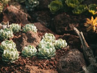 Low maintenance landscaped yard with drought tolerant plants