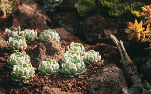 Low maintenance landscaped yard with drought tolerant plants