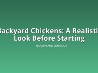 Illustration of a secure backyard chicken coop with fencing and predator proof wire